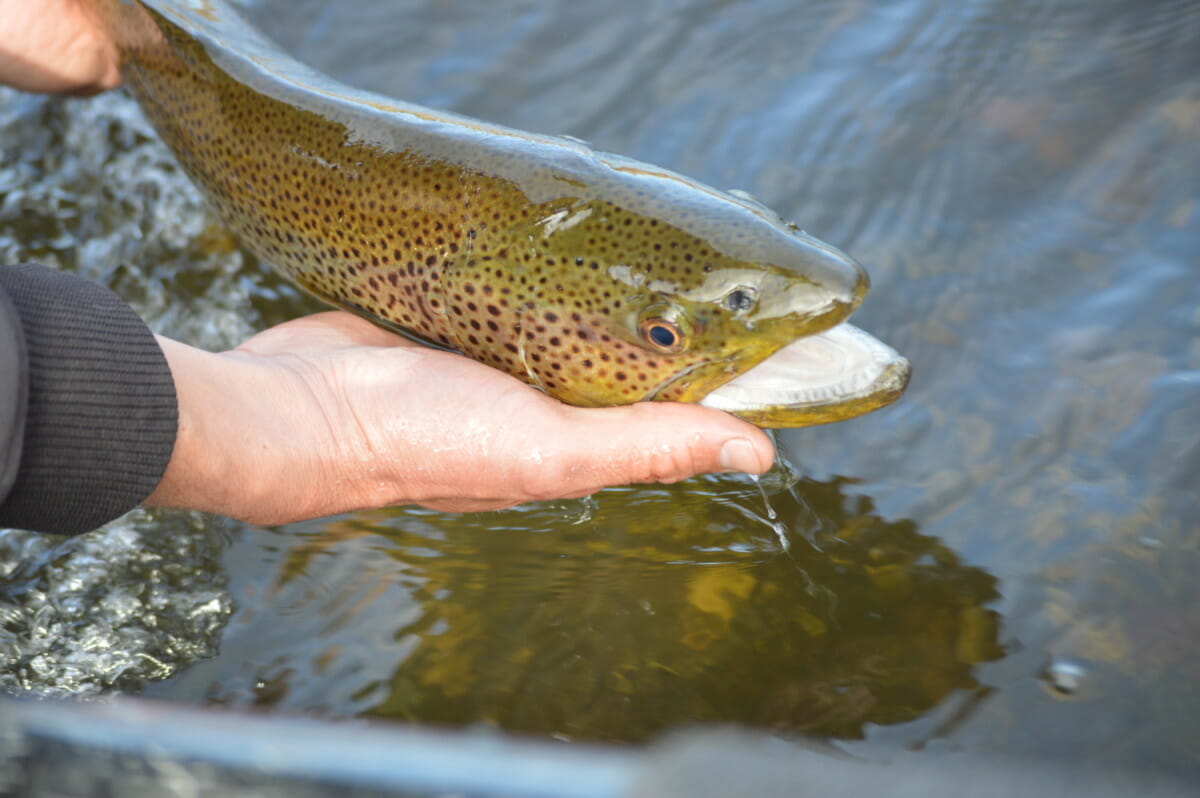 weekend-missouri-river-fishing-report-wolf-creek-angler