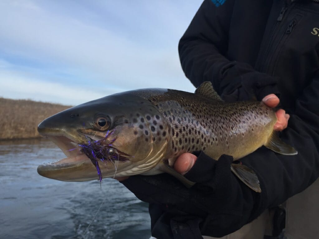 December Brown on the Polar Leech