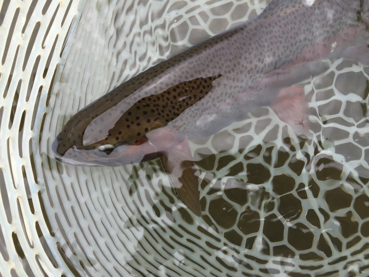 Plenty of these and not a soul to be seen - photo by Wolf Creek Angler 