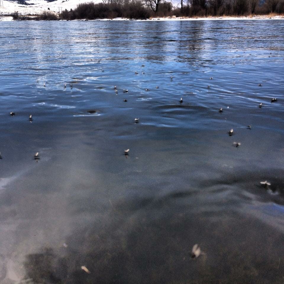 February Midge Madness on the MO - photo by Wolf Creek Angler 