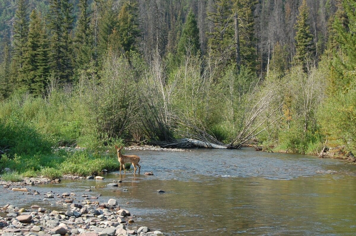 Small Water Fishing in Montana