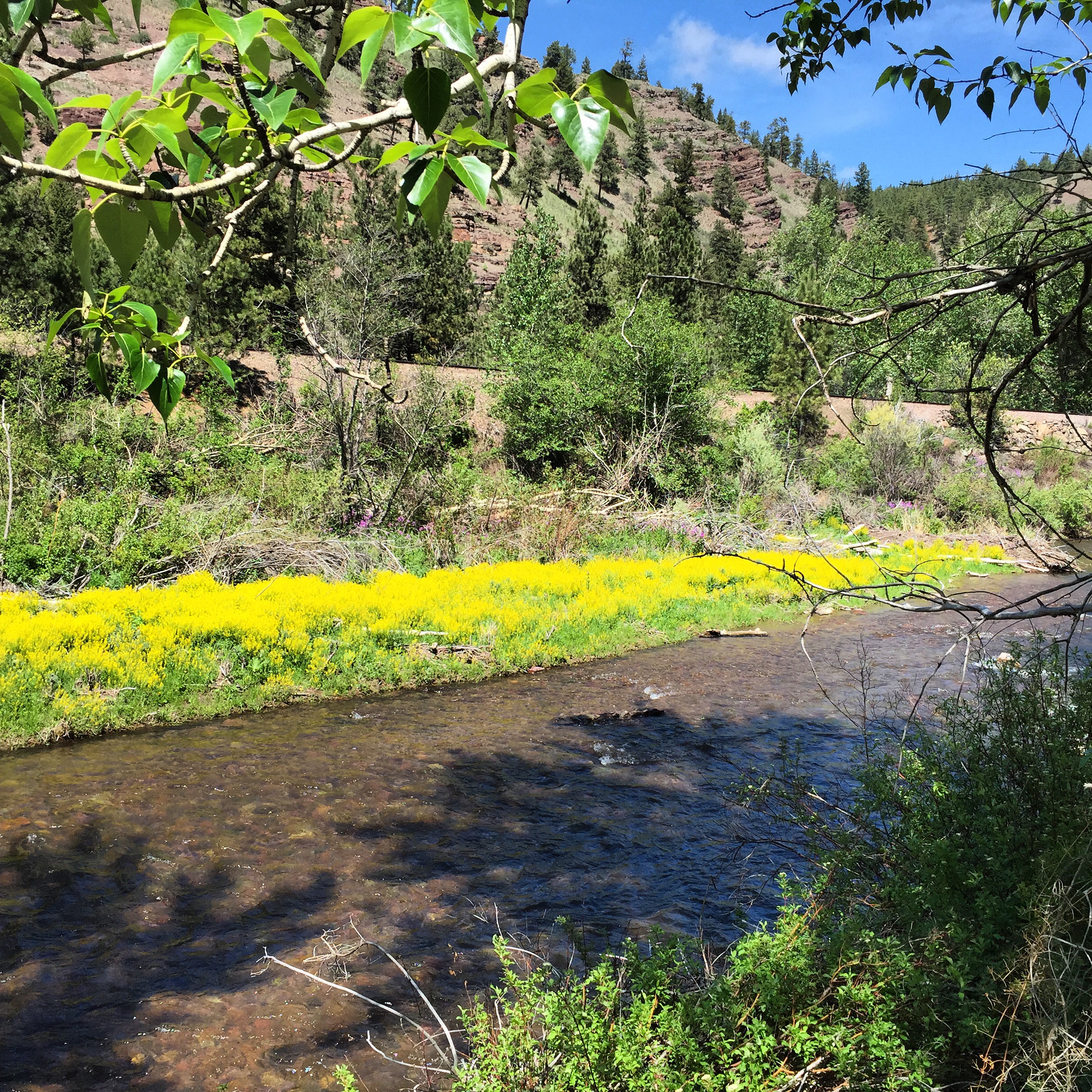 Blue Skies, plenty of sunshine and lots of yellow flowers along Little Prickly Pear make everything ok. photo by Wolf Creek Angler 