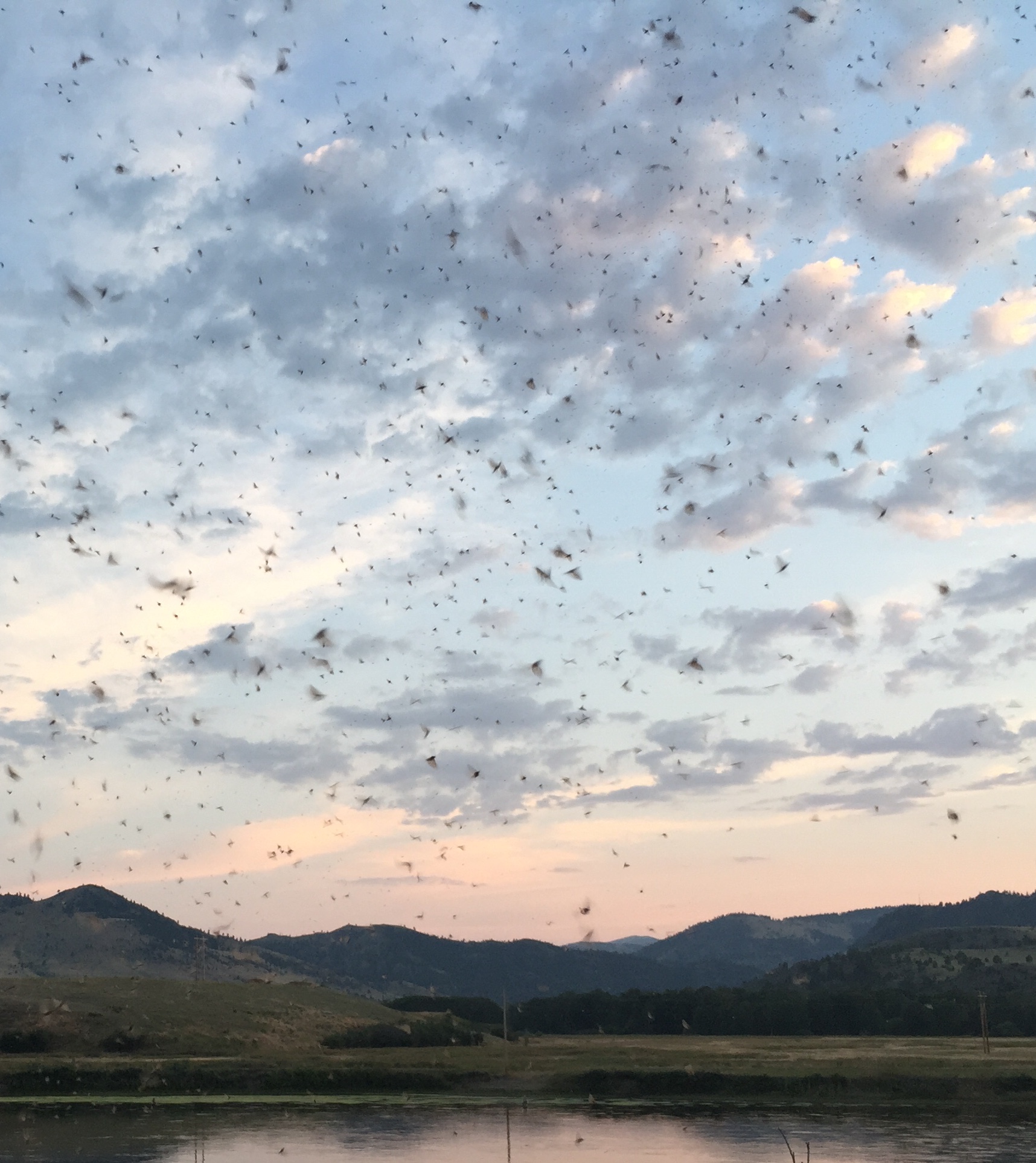 Caddis Sunset - photo by Wolf Creek Angler 