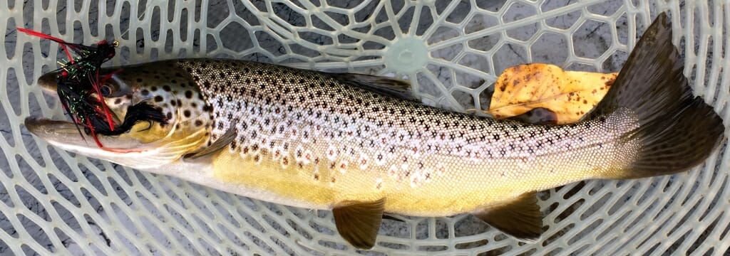 Fall Brown on the Yellowstone - photo by Wolf Creek Angler 