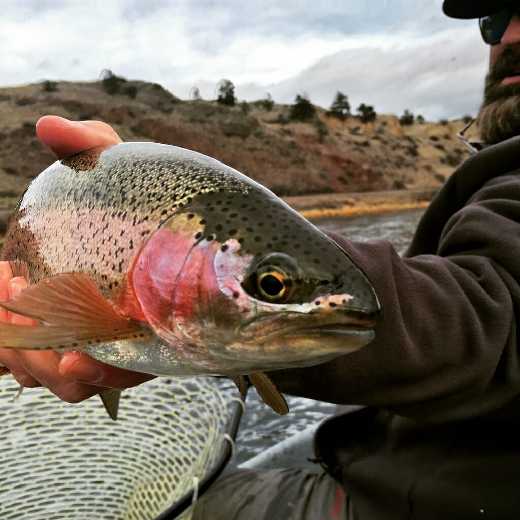 December Bows on the MO - photo by Wolf Creek Angler 