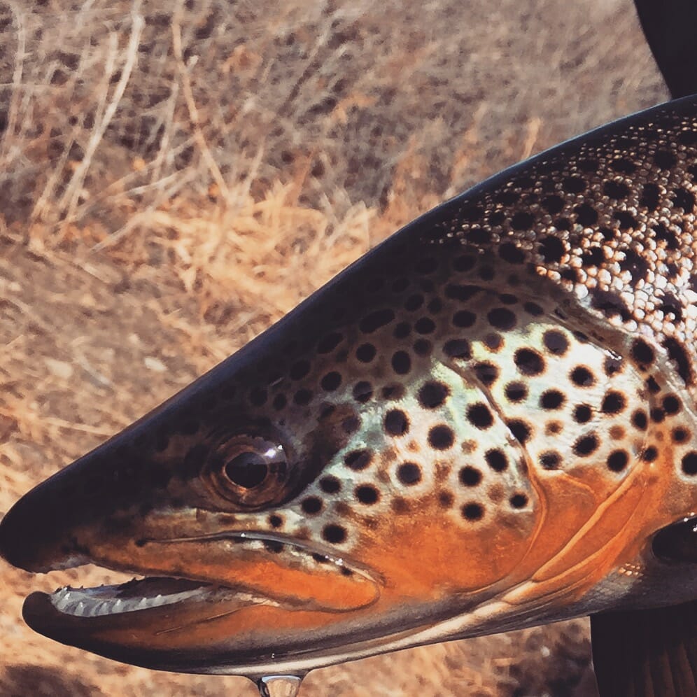 Hungry Browns are on the Move. photo by Wolf Creek Angler 